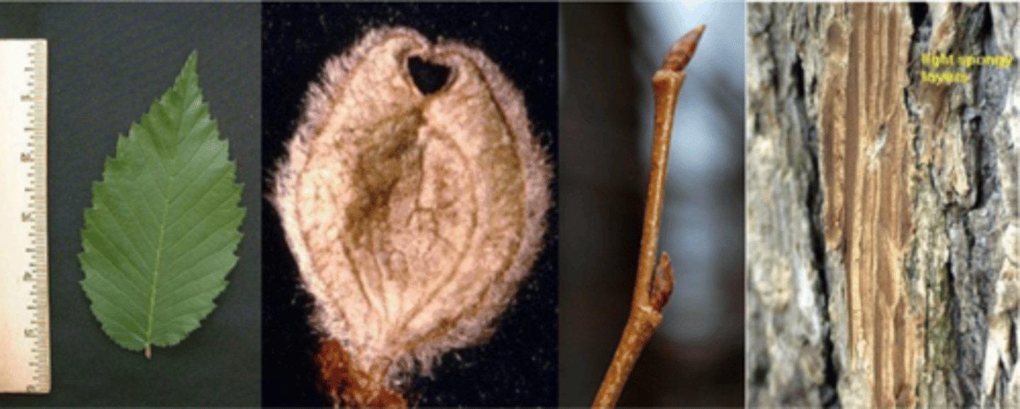 <p>Leaves: alternate, simple, ovate-obovate, acuminate tip, unequal at base, doubly serrate, herringbone pattern, scabrous top and bottom. smaller and smoother than U. rubra</p><p>Twigs: slender, brown, pubescent early in the spring becoming glabrous. Leaf scars have three bundle scars.</p><p>Buds: pseudo-terminal buds; ~1/4", ovoid; acute, but not sharp-pointed; chestnut brown</p><p>Fruit: disk-shaped samara 0.5 in. long, edged w/ fine hairs and has a distinctive notch on the end. Mature in the spring. Not showy.</p><p>Bark: dark gray w/ deep intersecting ridges; outer bark exhibits alternating white- brown layers in cross section (like bacon). spongy bark, thicker than U. rubra</p><p>Form/Silvics: Mature size 60-80'; the most common elm species in North America w/ vase-shaped crown (drooping branches) and a buttressed/flared base. Moderately shade tolerant, grows best on welldrained sites, but will tolerate sites that are prone to spring/fall floods.</p>