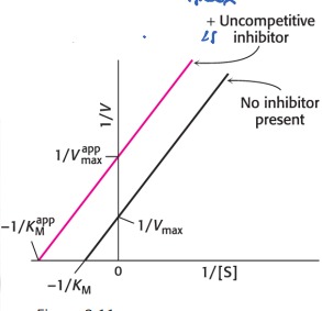 * The inhibitor binds to the ES complex 


* The enzyme-substrate-inhibitor (ESI) complex does not form any product 
* With uncompetitive inhibitors both KM and Vmax decrease
  * ESI complex decreases active enzyme (decreases Vmax) 
  * Inhibitor shifts E+S-ES equilibrium towards ES, which increases K and decreases Km