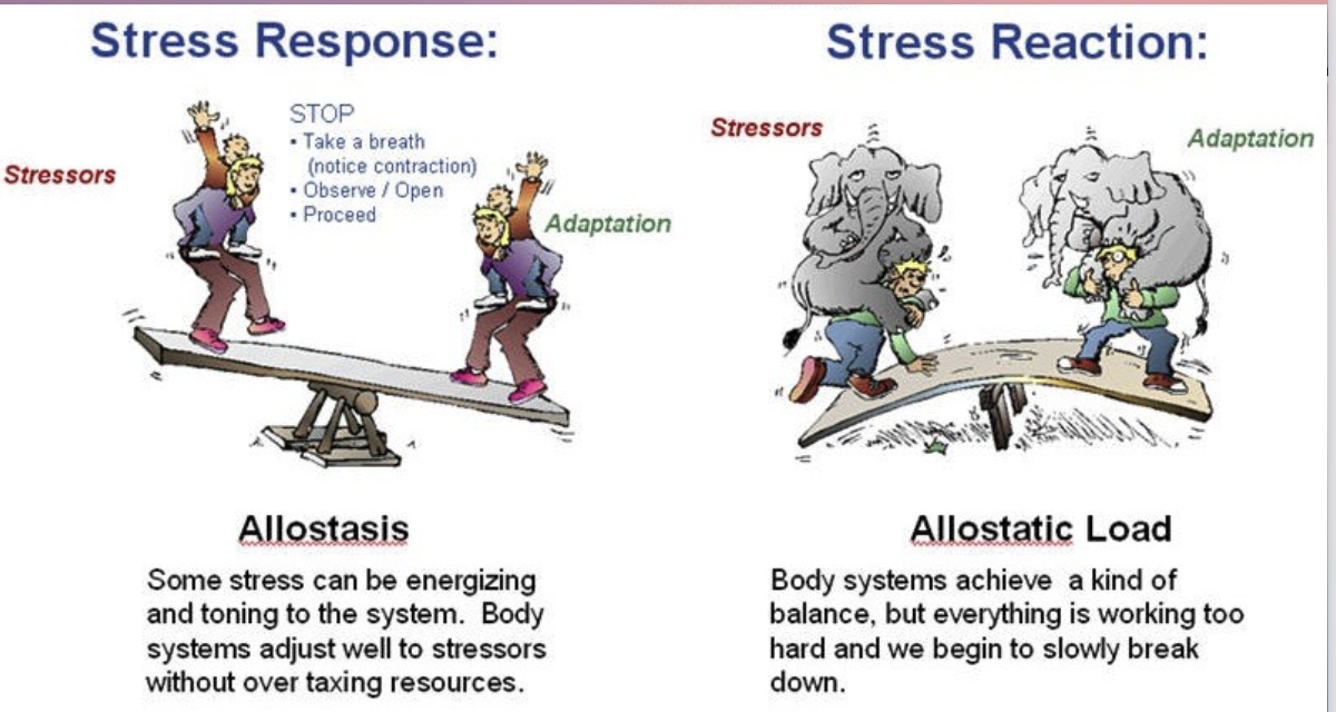<p>Some stress can be energizing and toning to the system. Body systems adjust well to stressors without over taxing resources. </p>
