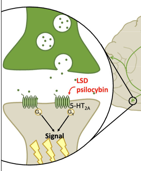 <p>by activating the 5-HT2A receptors to promote post-synaptic SER signaling</p>