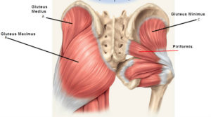 <p>Gluteaus maximus, medius and minimus and tensor fascia latalu</p>