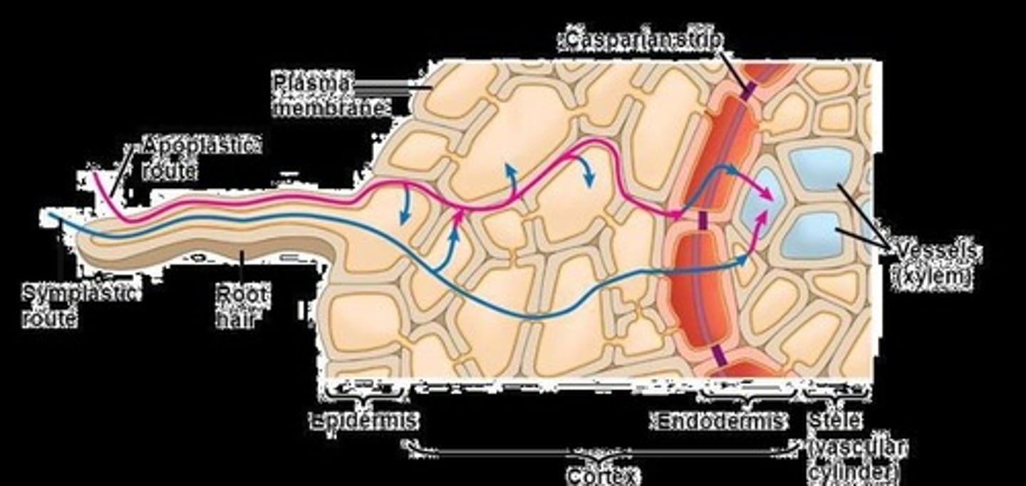 <p>Fungi directly infect plant cells, commonly found in grasses and some trees.</p>