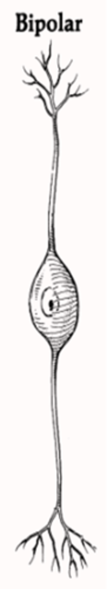 <p>bipolar neurons</p><ul><li><p>have 1 axon &amp; 1 dendrite</p></li></ul><p></p>