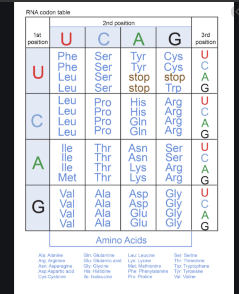 <p><span>Based on the genetic code, which DNA will the following peptide chain: methionine-proline-lysine</span></p><p><span>hint find mRNA then DNA</span></p><p><span>AUG-CCC-AAA</span></p><p><span>TAC-GGG-TTT</span></p><p><span>AUG--CCA-AAG</span></p><p><span>TAC-CCC-TTT</span></p>