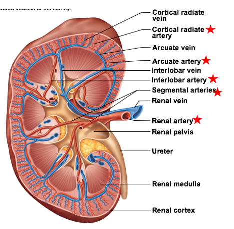 <ul><li><p>the 2nd largest of the smaller blood vessels branching off the renal arteries</p></li><li><p>travel between renal pyramids</p></li></ul><p></p>