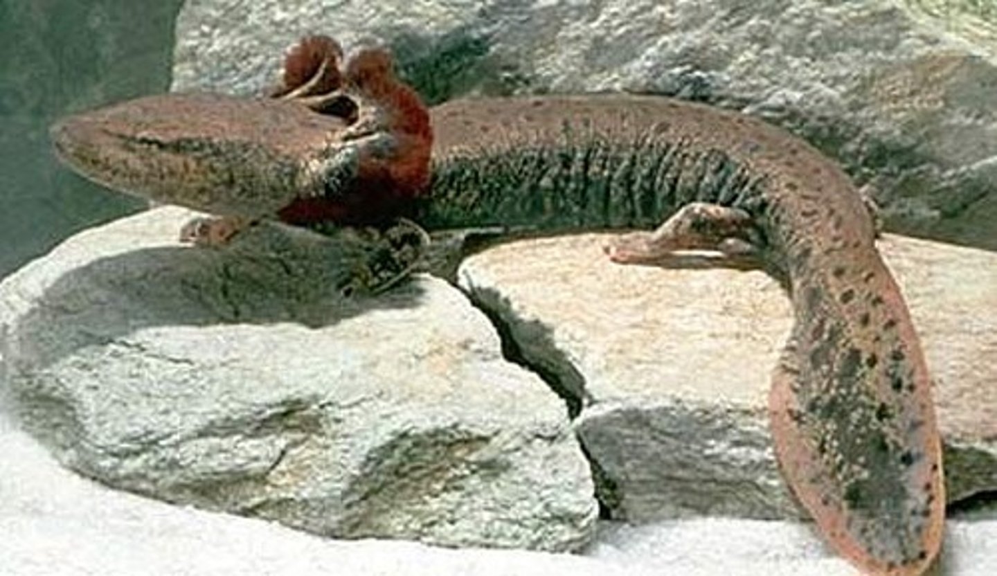 <p>No. Fully aquatic.</p>