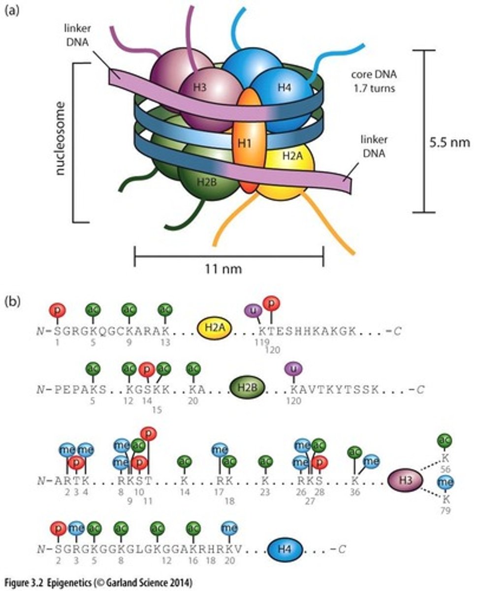 <p>Basic unit of chromatin, consists of DNA and histones.</p>