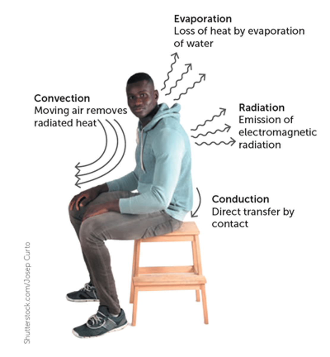 <p>Heat can be lost from the skin by conduction, convection, radiation and evaporation.</p><p>Therefore, changes in the skin can speed up or slow down the rate at which heat is lost from the body.</p>