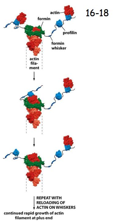 <p>Formins facilitate the addition of actin to the growing plus end when profilin is bound. Formins actually have binding sites to recruit profilin</p>