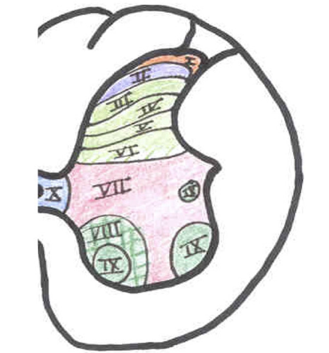 <p>on what laminae do AB afferent fibers (nonpain) terminate in</p>