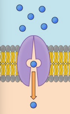 Change shape *during* transport 