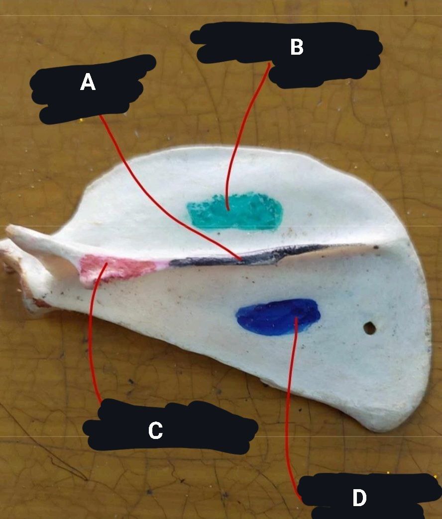 <p>Cat’s Scapula</p>