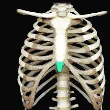 <p>bottom stick of sternum </p>