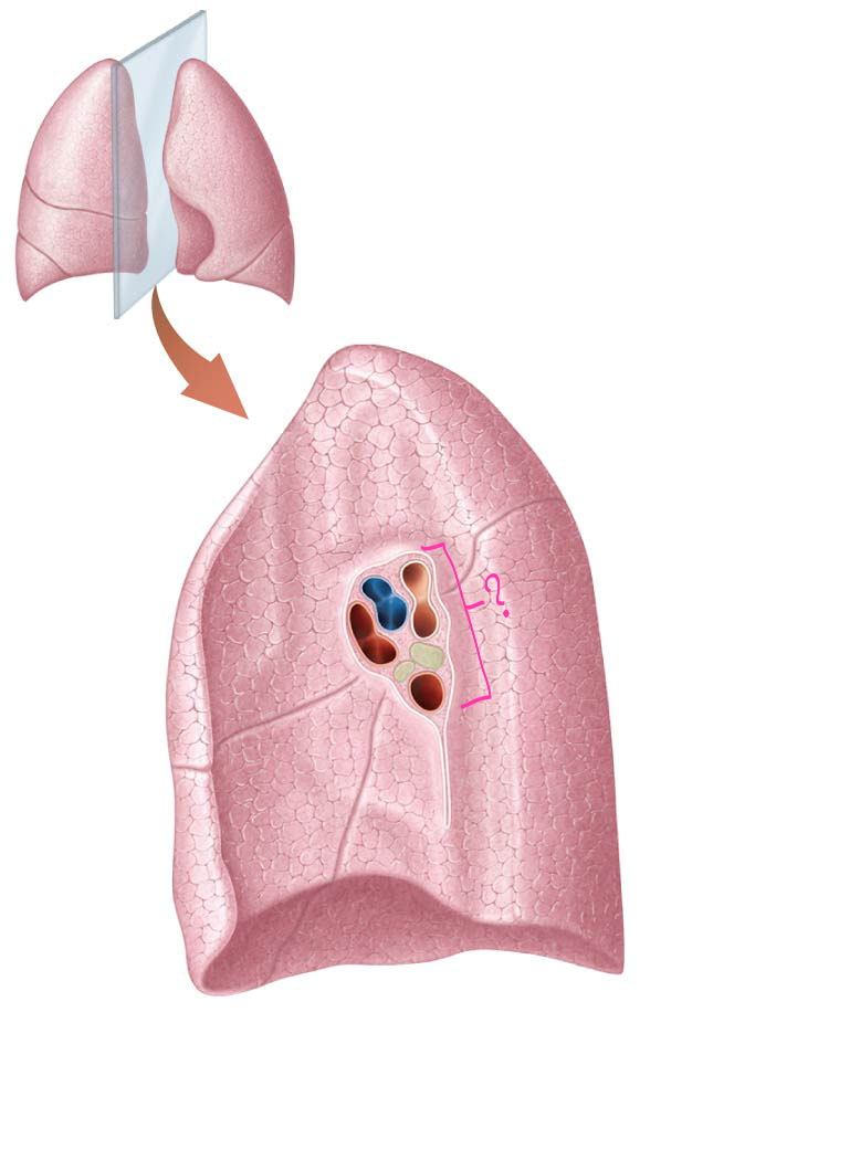 <p>what is outlined?</p>