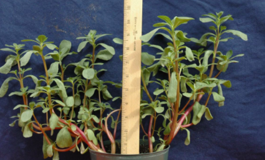 <p><span>Common purslane (Portulaceae)</span></p>