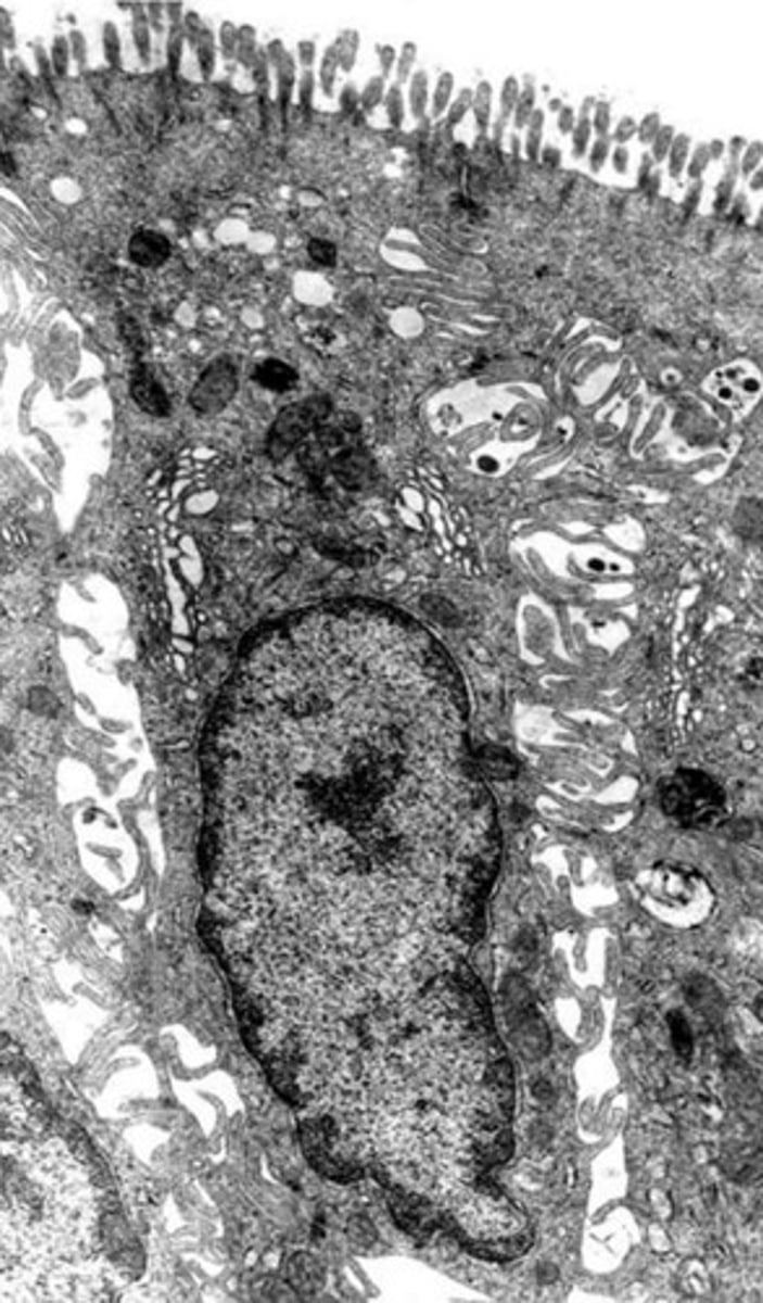 <p>colonocytes</p>