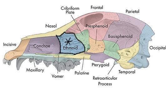 <p>Ethmoid</p>