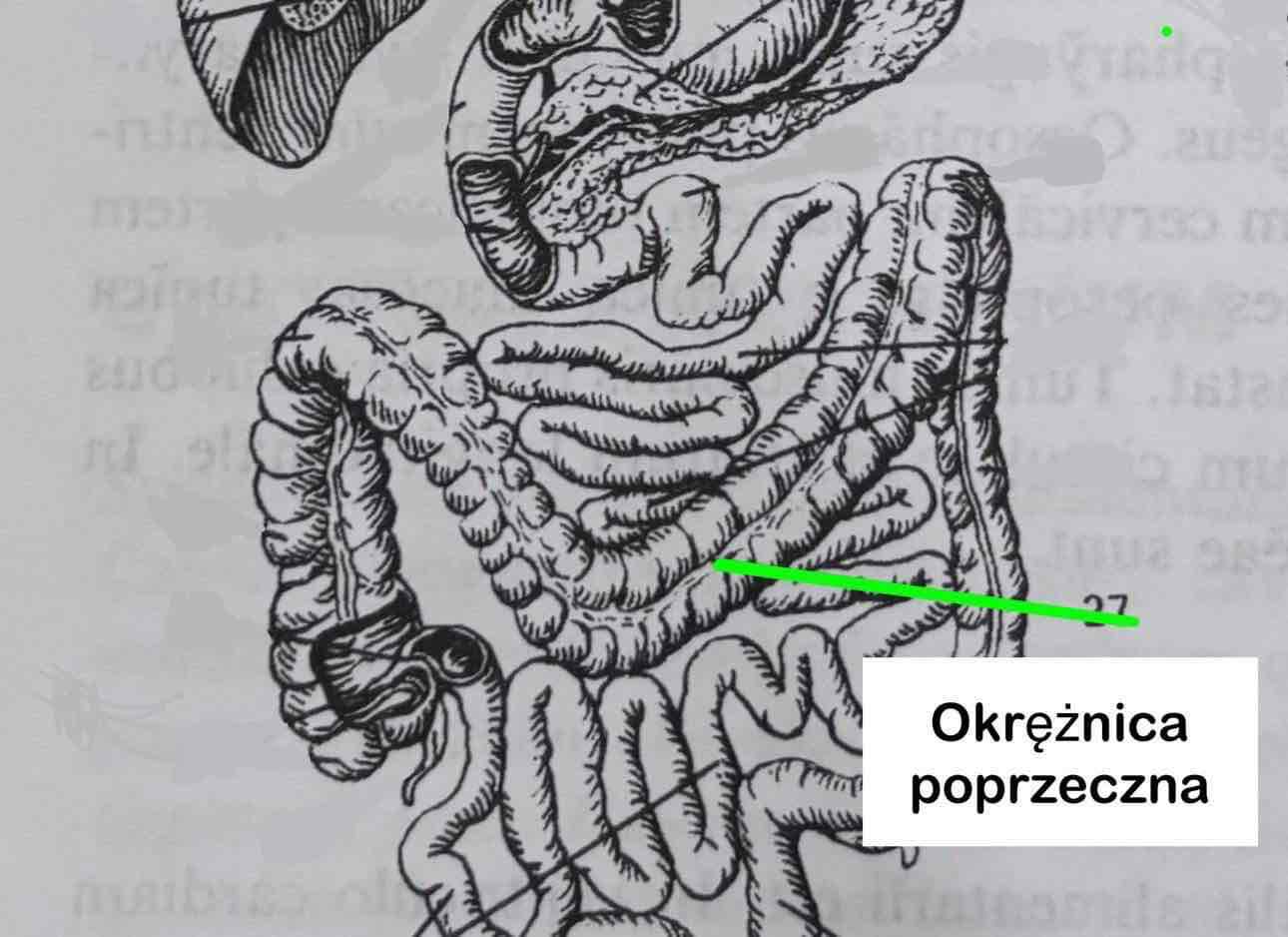 <p>Colon transversum</p>