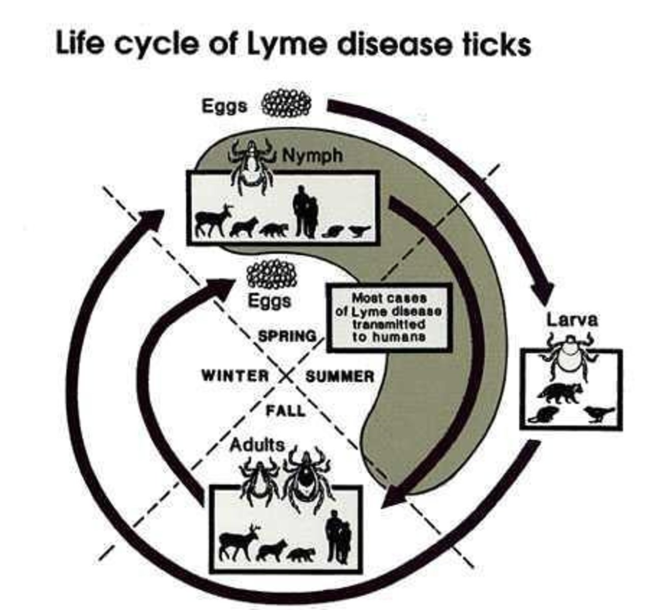 <p>Bacterial infection from Borrelia burgdorferi via tick bites.</p>