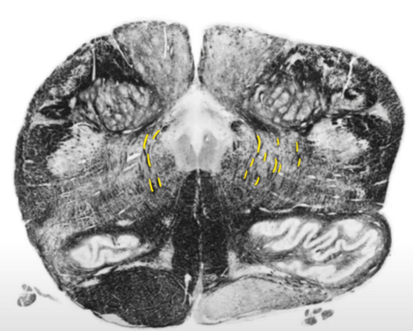 <p>ID the structure</p>