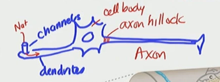 <p>Axon Hillock Facts</p>