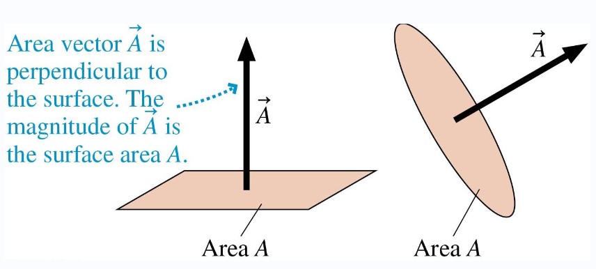 <ul><li><p>a vector that points perpendicularly to a surface area, with a magnitude equal to the area of the surface. It is used in calculating electric flux through that surface. </p></li><li><p>A(→) = A<span><span>n̂</span></span></p><ul><li><p>vector in direction of <span>n̂, perpendicular to the surface</span></p></li><li><p><span>vector with magnitude A equal to the area of the surface</span></p></li></ul></li><li><p>vector A(→) has units m²</p></li></ul><p></p>