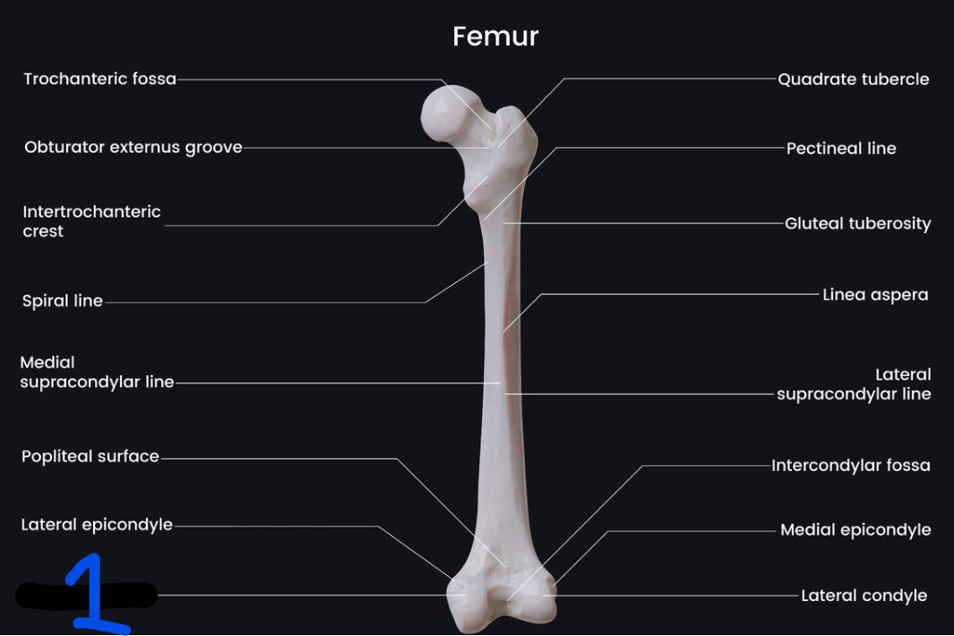 <p><span style="font-family: Arial, sans-serif">Name the bone marking found at 1</span></p>