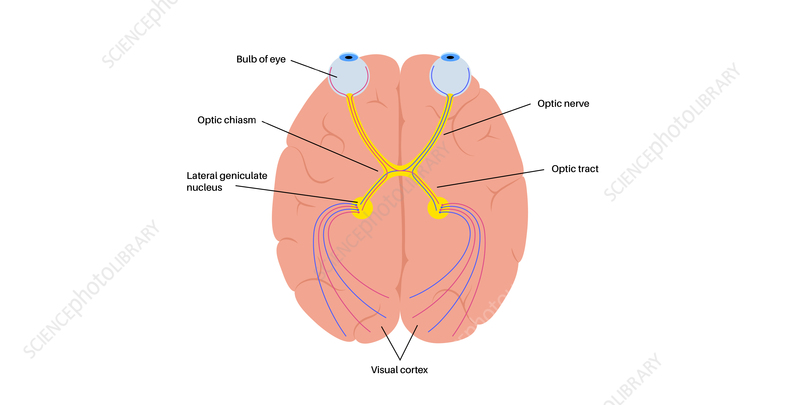 <p>What nerve carries visual info to the brain?</p>