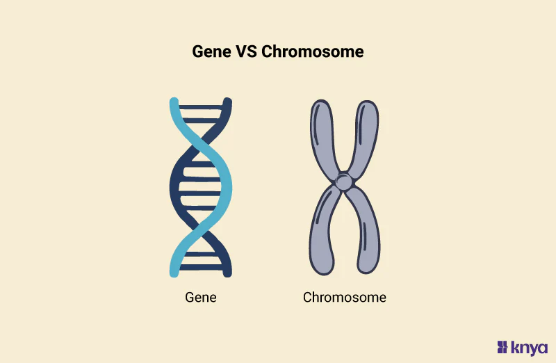 <p>Dense packaging of chromatin existing during mitosis and meiosis</p>