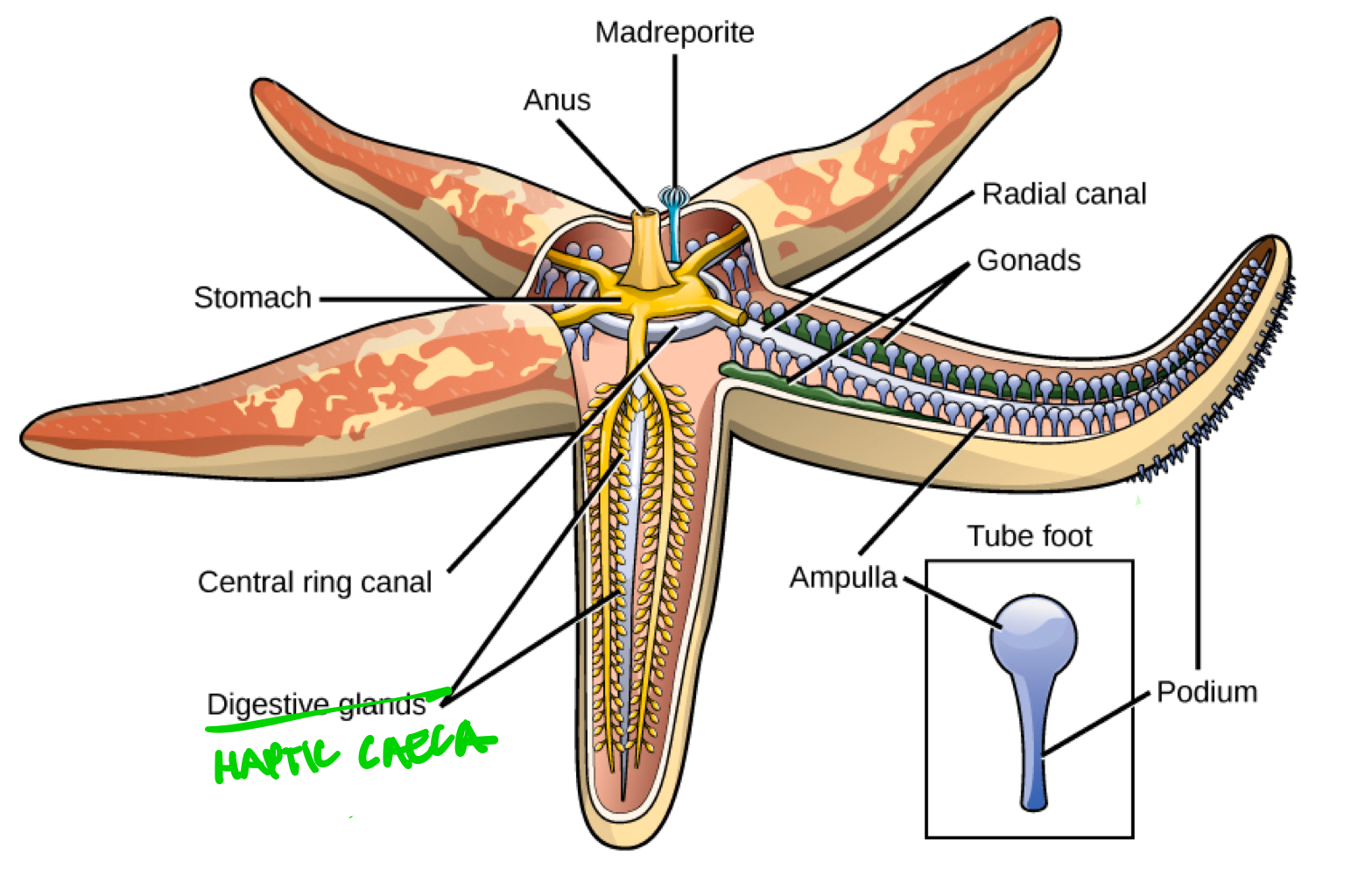 <p>Literally meaning “liver-like gut,” they are the digestive glands of echinoderms.</p>