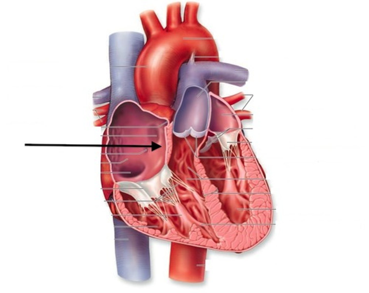 <p>Divides the right and left chambers of the heart</p>