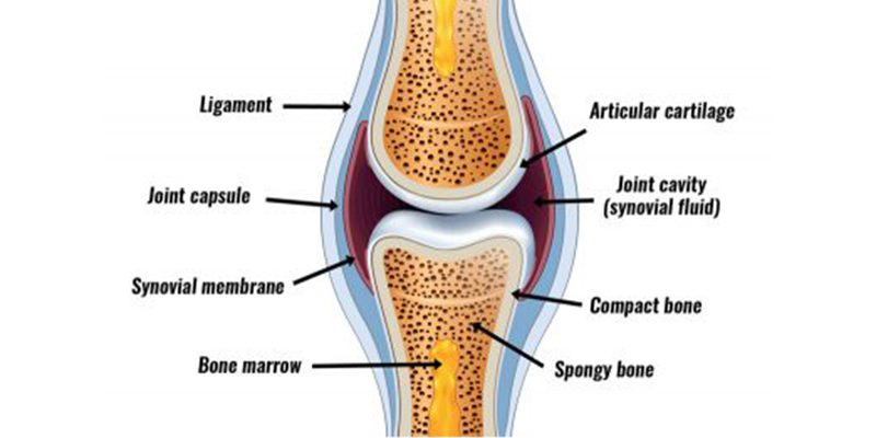 <p>Joints which contain synovial cavity and are held together by irregular connective tissue </p>