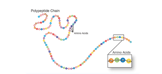 <p>Long chain of amino acids that peptide bonds link</p>