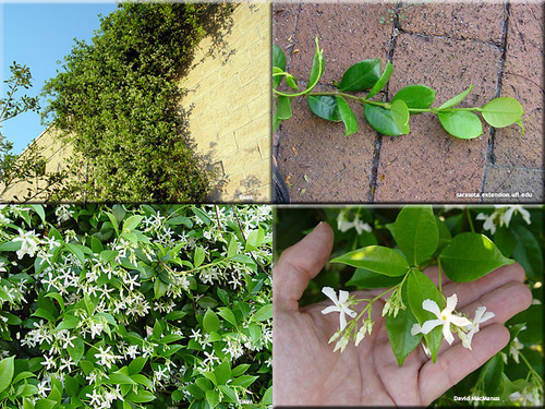 <p>Star Jasmine (Apocynaceae)</p>