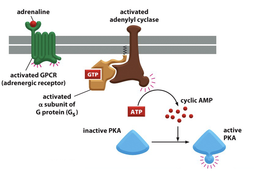 <p>activates PKA </p>