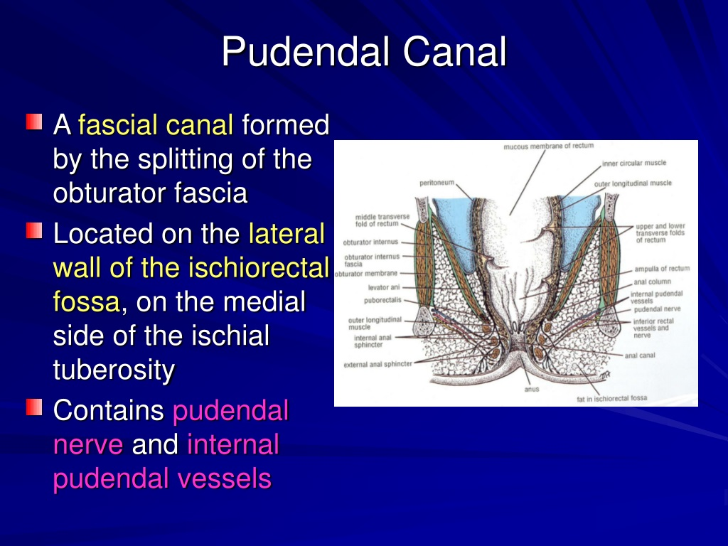 <p>E. Ischial spine</p><ul><li><p class=""><strong>pudendal canal (Alcock’s canal)</strong> runs along the <strong>obturator internus muscle</strong> fascia and ends near the <strong>ischial spine</strong>.</p></li><li><p class="">The <strong>ischial spine</strong> is a key bony landmark used in pudendal nerve blocks and episiotomy anesthesia because it lies close to where the pudendal nerve exits the pelvis</p></li><li><p class="">be palpated through the vaginal wall by pressing laterally</p></li></ul><p></p>