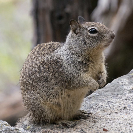 <ul><li><p>omnivorous</p></li><li><p>carry seeds in cheek pouches</p></li><li><p>needs very little water</p></li><li><p>builds cup-shaped nests of dried vegetation in extensive burrow system</p></li><li><p>torpid in burrows during food scarcity & hot temps</p></li></ul><p></p>