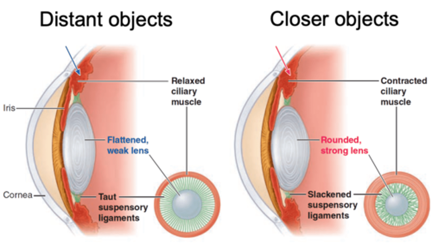 <p>The lens has natural ____________ so if not stretched it will become more ___________</p>