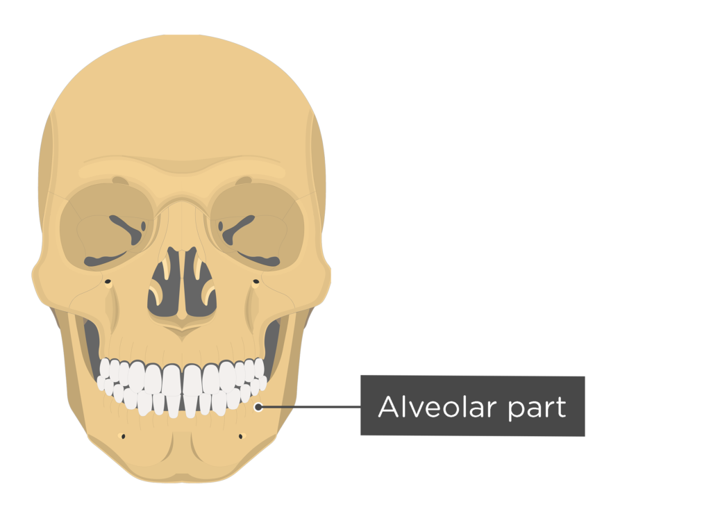 <p>mandible</p>