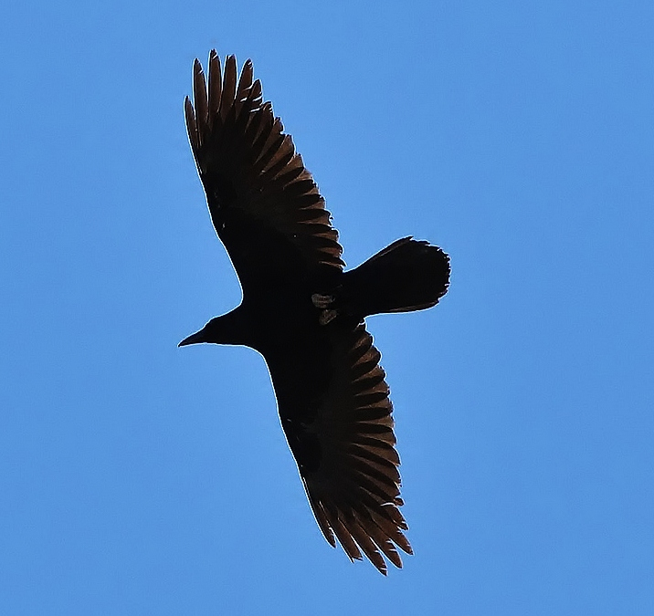<p><em>Chihuahuan </em>Raven</p>