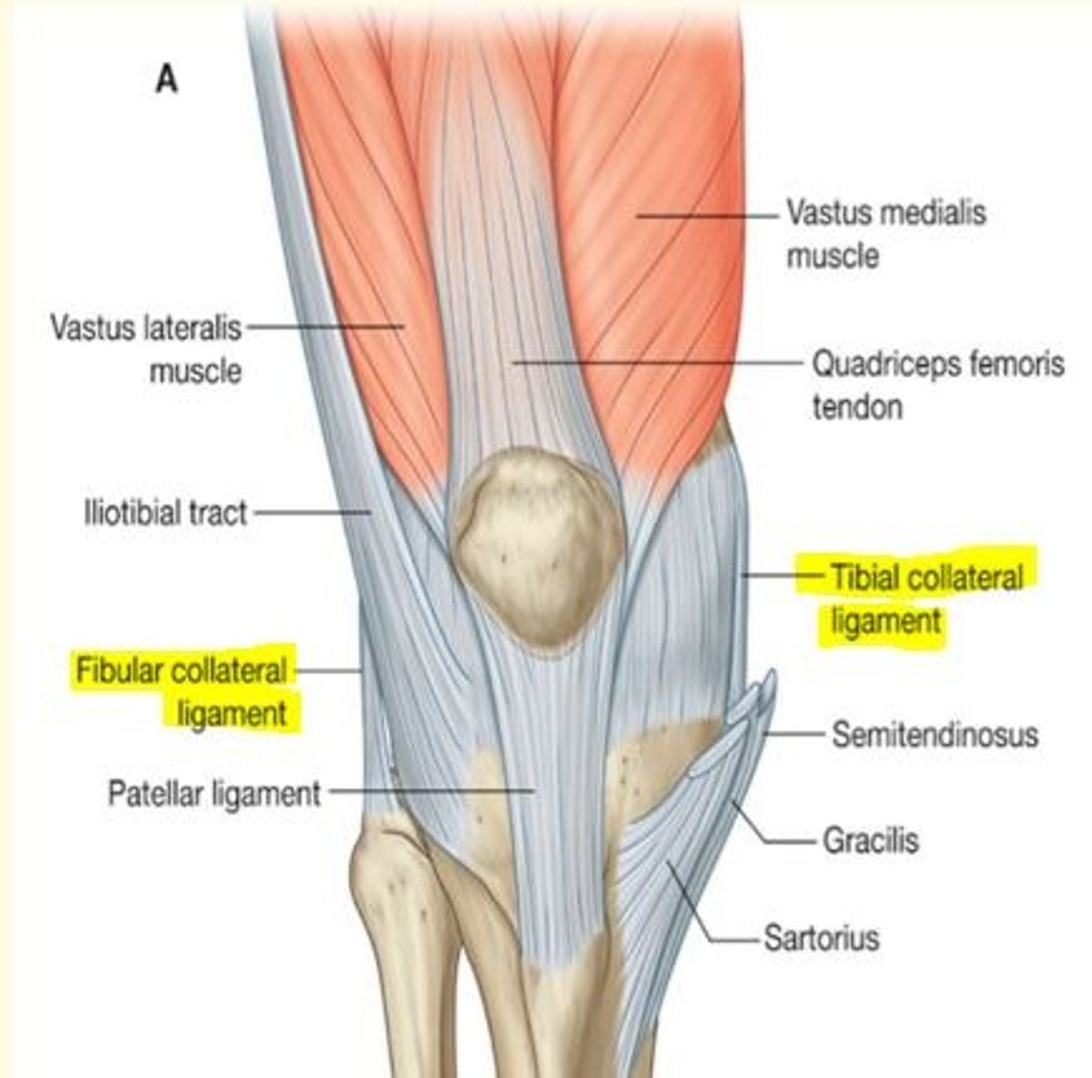<p>Extra-articular ligaments</p><p>1) Fibular (lateral) collateral ligaments</p><p>2) Tibial (medial) collateral ligaments - middle fibers attached to medial meniscus</p>