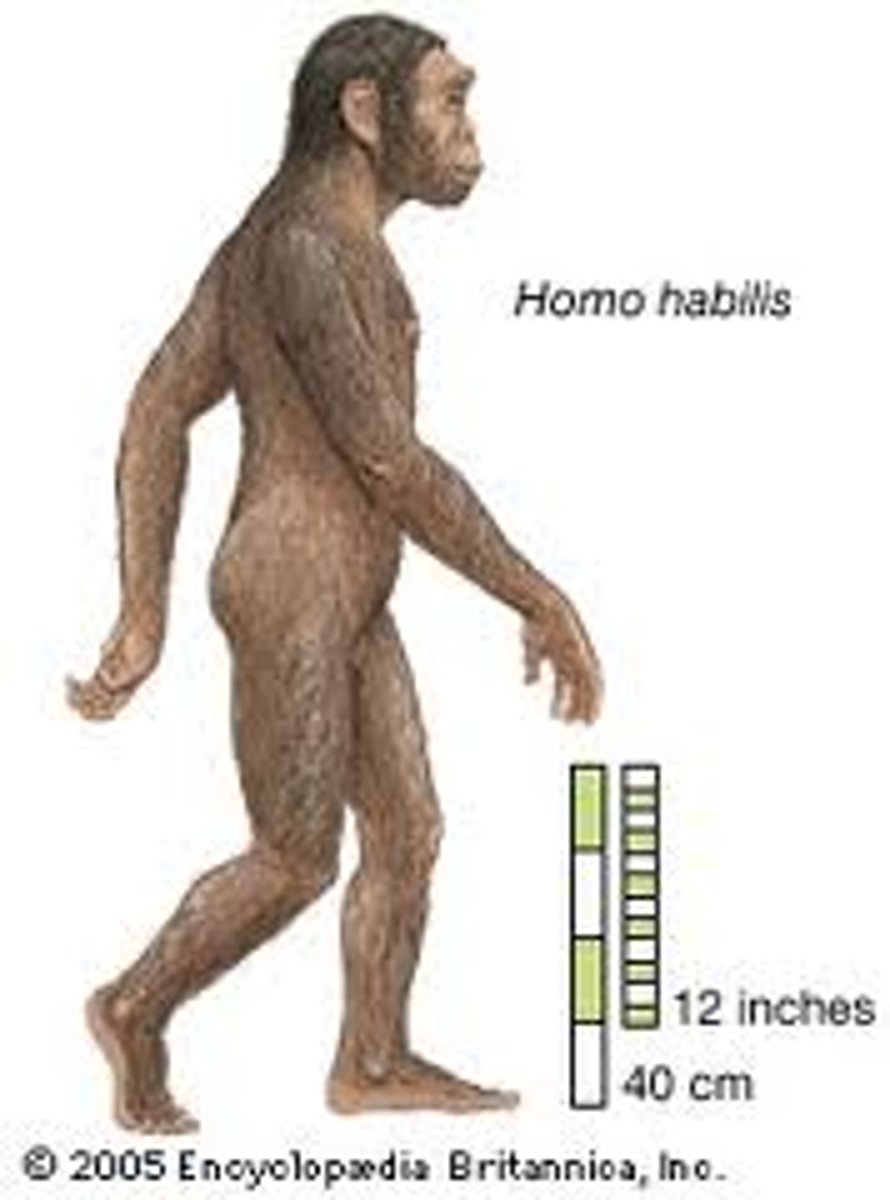 <p>• Oldowan tools</p><p>• intermediate characteristics between Australopitecus and Homo erectus</p><p>• East Africa</p><p>• hand bones more robust</p><p>• early changes from parallel-sided to parabolic dental arcade</p>