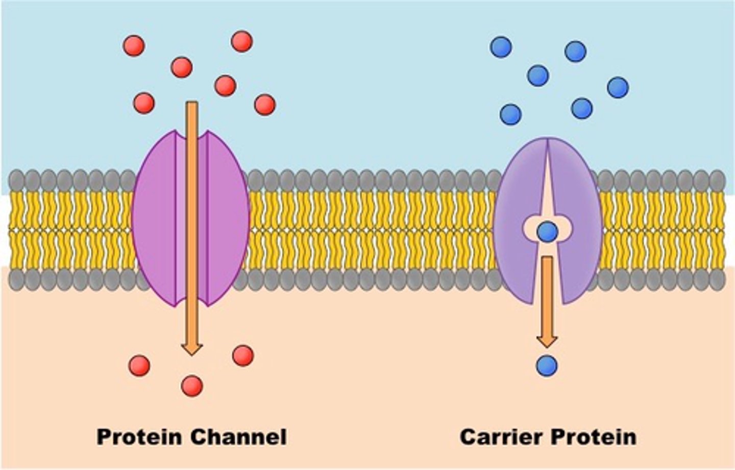 <p>-central pore lined w/polar amino acids</p><p>-like a tunnel ions can flow through</p><p>-high specificity (to certain molecules)</p><p>-are often gated - channel only opens when a stimulus is present</p><p>-some are always open while others are gated (stimulus binds, changes shape, &amp; gate opens)</p>
