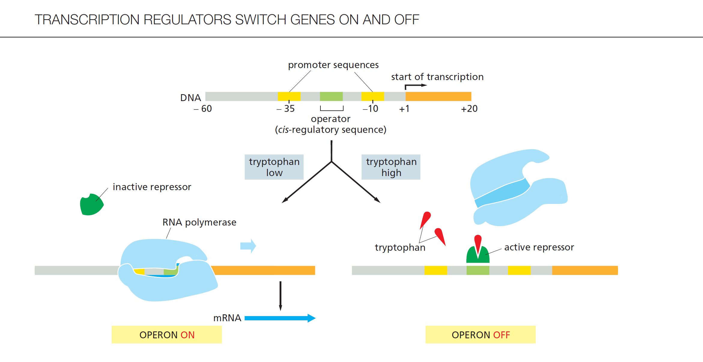 <p>1)  Trp <strong>低，</strong>结合<strong>RNA polymerase</strong></p><p>➢ Trp 基因表达开启</p><p>2) Trp<strong> 高，</strong>结合<strong>tryptophan</strong> <strong>repressor </strong>protein </p><p><strong>(must bound to 2 trp)</strong></p><p>➢ Trp 基因表达关闭</p>