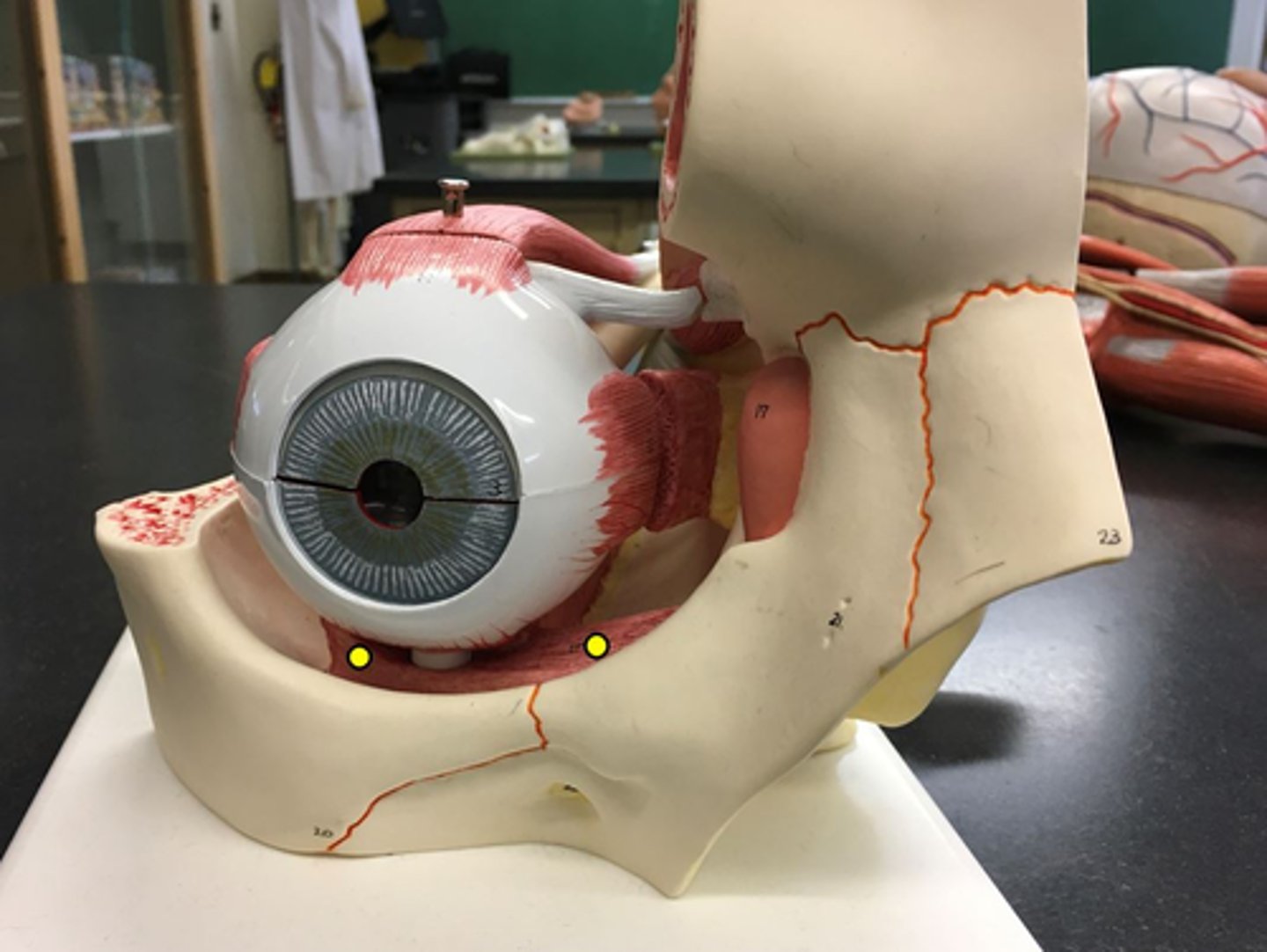 <p>goes around the bottom of the eye</p>