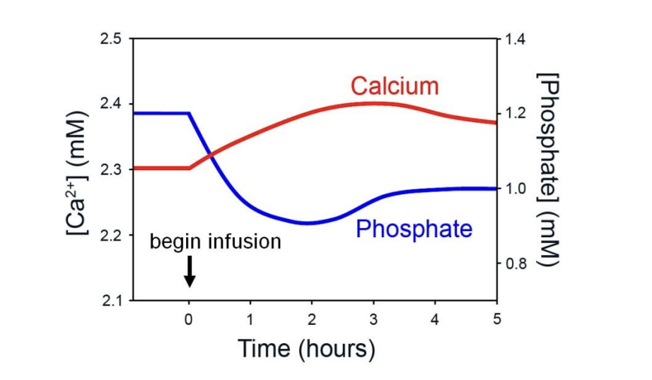 <ol><li><p>calcium is released from bone&nbsp;</p></li><li><p>plasma levels rise</p></li><li><p>Phosphate levels:</p><ul><li><p>although phosphate absorption from gut and bone is <strong>increased</strong></p></li><li><p>this effect is overwhelmed by the increased loss of phosphate</p></li><li><p>in the urine</p></li></ul></li></ol><ul><li><p>ALSO: drop in phosphate→ MORE free Ca because it is no longer bound to phosphate</p></li></ul><p>→ OVERALL: net phosphate is lost</p><p></p>