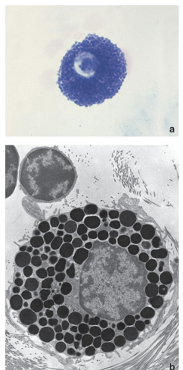 <p>Where are mast cells commonly found?</p>