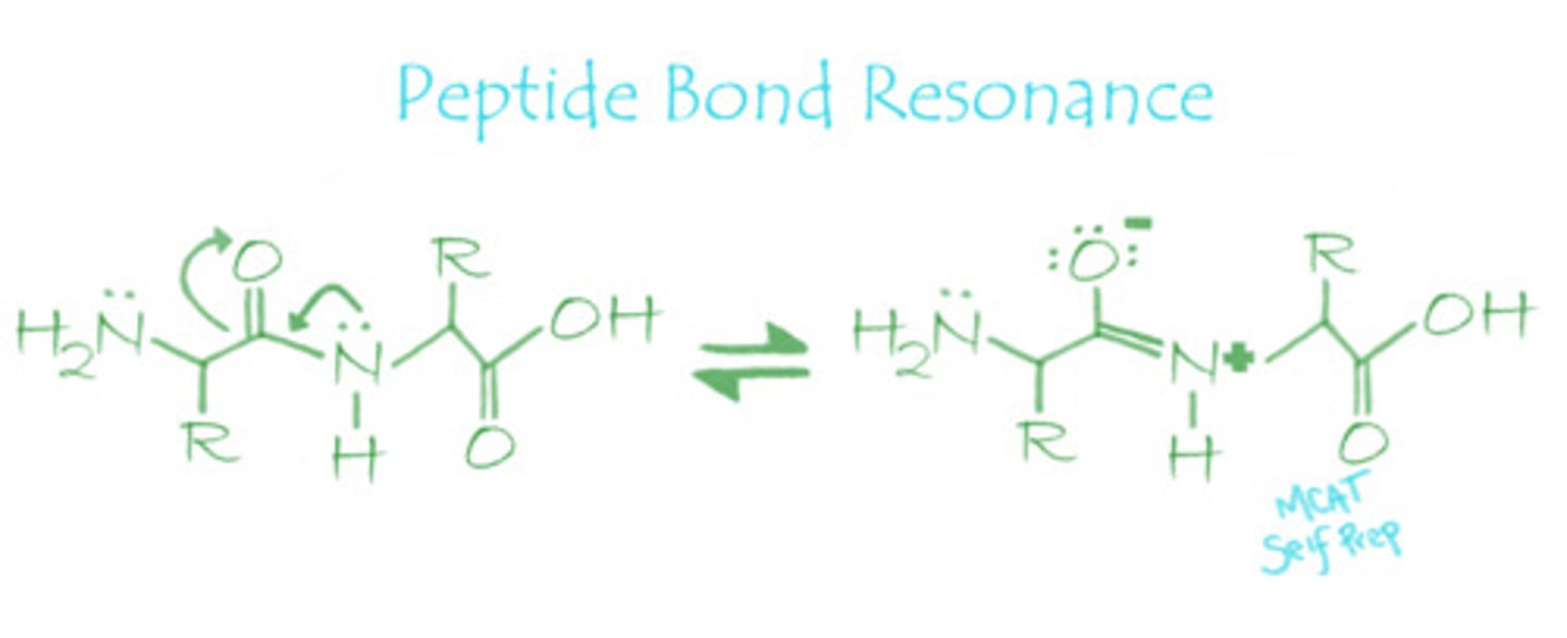 <p>The peptide bond resonance structures share electrons between the oxygen and nitrogen atoms.</p>