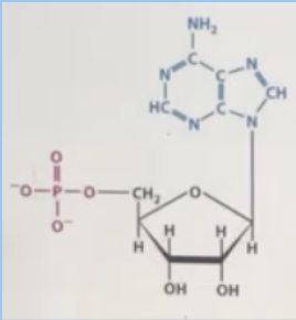 <p><span style="background-color: transparent;"><span>What can be said about the molecule presented below. Hint: multiple answer question</span></span></p><p><span style="background-color: transparent;"><span>A. No, it is a plane</span></span></p><p><span><span>B. It belongs to RNA</span></span></p><p><span style="background-color: transparent;"><span>C. It belongs to one of the non-polar amino acids</span></span></p><p><span style="background-color: transparent;"><span>D. No, it is a bird</span></span></p><p><span style="background-color: transparent;"><span>E. It belongs to DNA</span></span></p><p><span><span>F. It is a nucleotide</span></span></p>