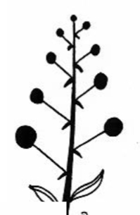 <p>identify the inflorescence</p>